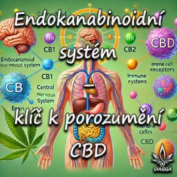 Endokanabinoidní systém – klíč k porozumění CBD