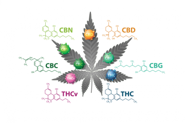 Kanabinoidy: CBD, HHC a THC – Významné rozdíly a jejich vliv na zdraví